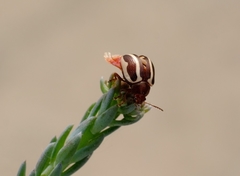 Calligrapha californica