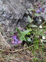 Pulmonaria longifolia