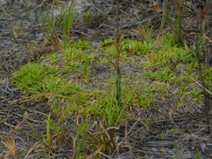 Lachnocaulon