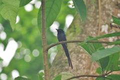 Terpsiphone atrochalybeia