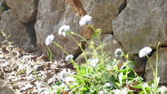 Globularia majoricensis