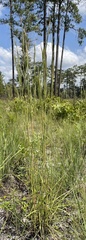 Andropogon longiberbis