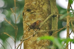 Ploceus sanctithomae