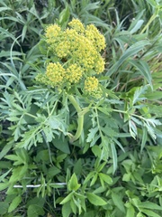 Polytaenia nuttallii