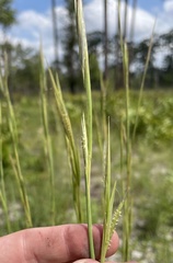 Andropogon longiberbis