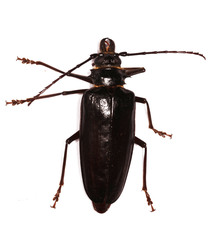 Anthracocentrus capensis