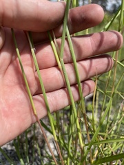 Andropogon longiberbis