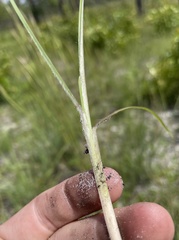 Andropogon longiberbis