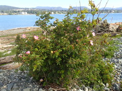Rosa pisocarpa
