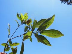 Quercus ocoteifolia