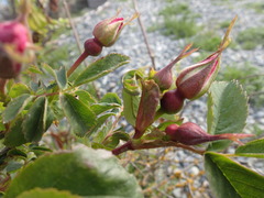 Rosa pisocarpa
