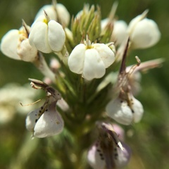Triphysaria versicolor