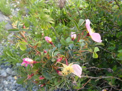 Rosa pisocarpa
