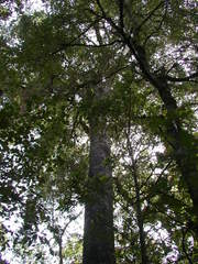 Quercus ocoteifolia
