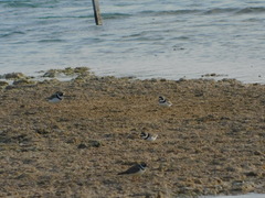 Charadrius semipalmatus