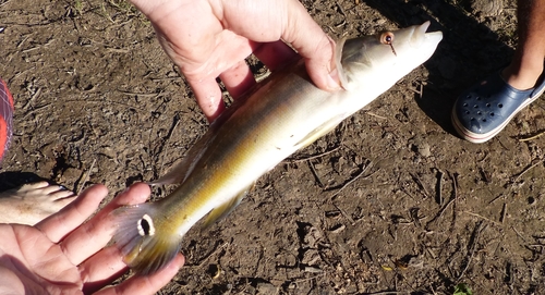 Striped pike cichlid (Crenicichla vittata) — Cichlidae — 4