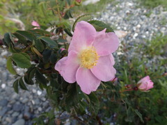 Rosa pisocarpa