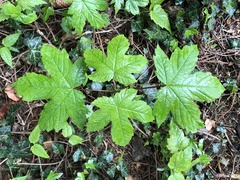 Acer pseudoplatanus
