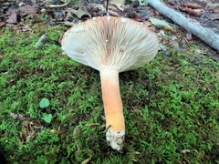 Lactarius volemus image