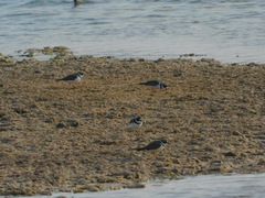 Charadrius semipalmatus