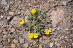 Potentilla concinna