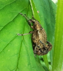 Liophloeus tessulatus