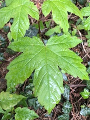 Acer pseudoplatanus