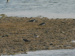 Charadrius semipalmatus