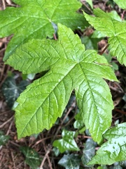 Acer pseudoplatanus