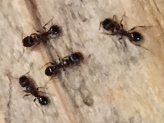 Tetramorium immigrans