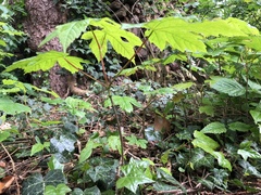 Acer pseudoplatanus