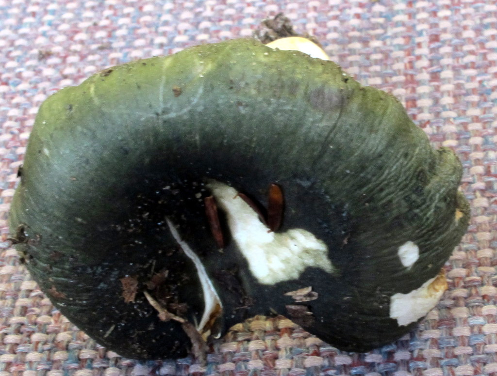 Russula viridella