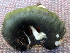 Russula viridella
