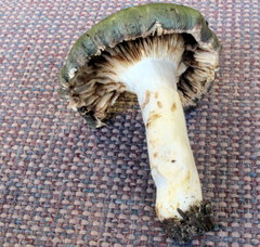 Russula viridella