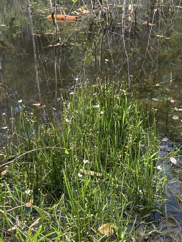 Sagittaria macrocarpa