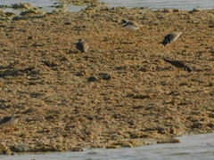 Charadrius semipalmatus