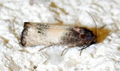 Epiblema desertana