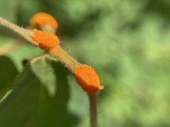 Phragmidium mucronatum