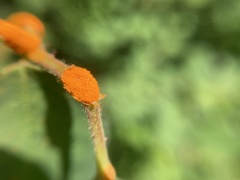 Phragmidium mucronatum