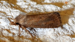 Acrolophus plumifrontella