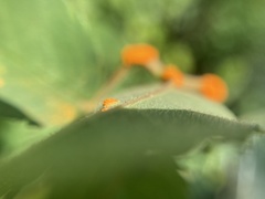 Phragmidium mucronatum