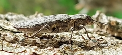 Chrysochroinae