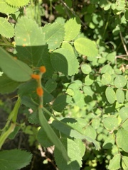 Phragmidium mucronatum