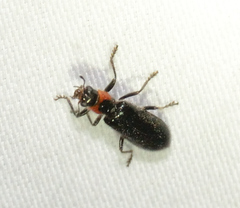 Placopterus thoracicus