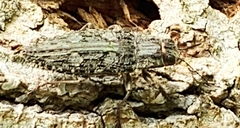 Chrysochroinae