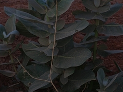 Calotropis procera