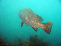 Lutjanus argentimaculatus