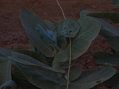 Calotropis procera
