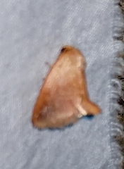 Tortricidia testacea