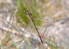 Lestes vigilax